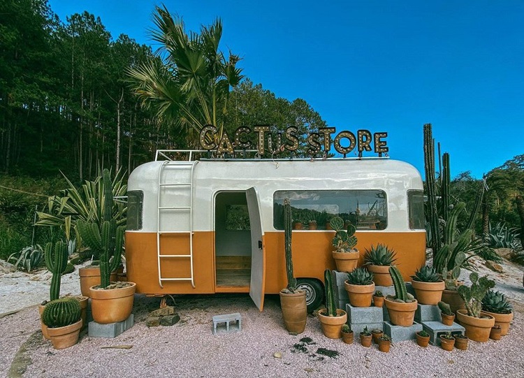 cactus-store-kombi-land